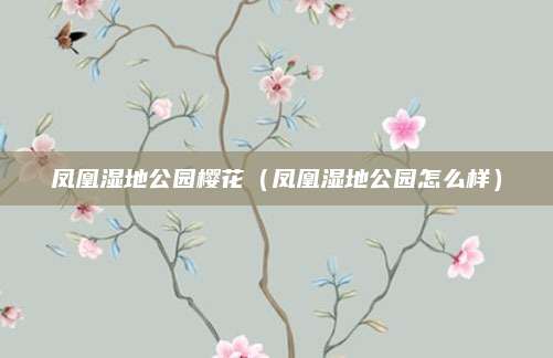 凤凰湿地公园樱花(凤凰湿地公园怎么样)